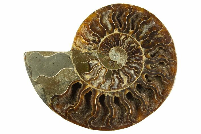 Cut & Polished Ammonite Fossil (Half) - Crystal Pockets #310686